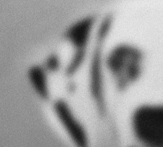 Beautés canines